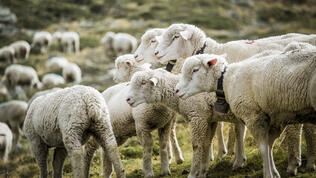 ORTOVOX_SWISSWOOL_WS2324_HHeckmair_V8A9281